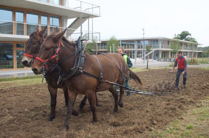 Labours aux Vergers